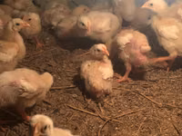 Chickens — Foto 2