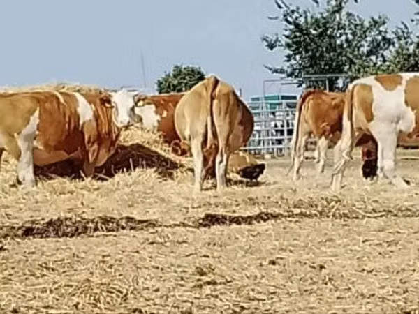 Cow, Simmental cattle — Hungary