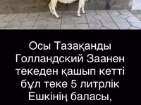Get, Saanen goat — foto 2