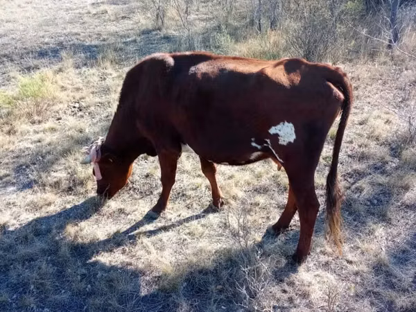 گاو ماده, Latvian Blue cattle — قزاقستان