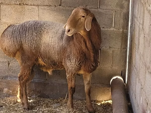 Koç, Tian-Shan semifinewool sheep
