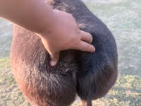 Sheep, Arashan sheep — photo 2
