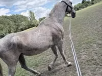 Mare, Lipizzaner — photo 2