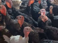 Turkeys — picha 3