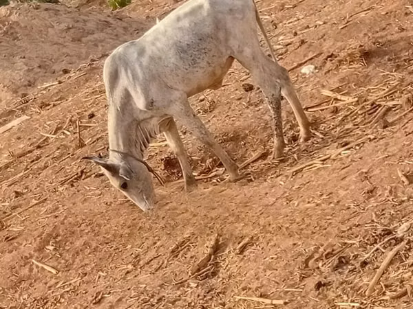 Krowa, Bydło