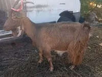 Goat, Goats — photo 4