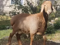 Beran, Ovce — foto 3