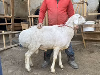 Ram, Sheep — photo 3
