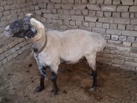 Ram, Sheep — photo 1