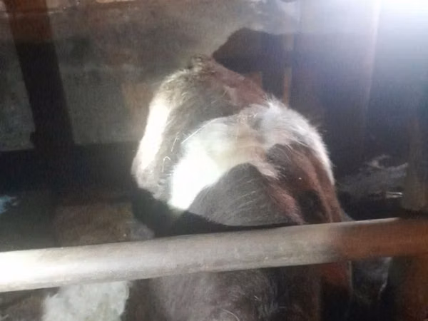 Ram, Sheep — Kazakhstan