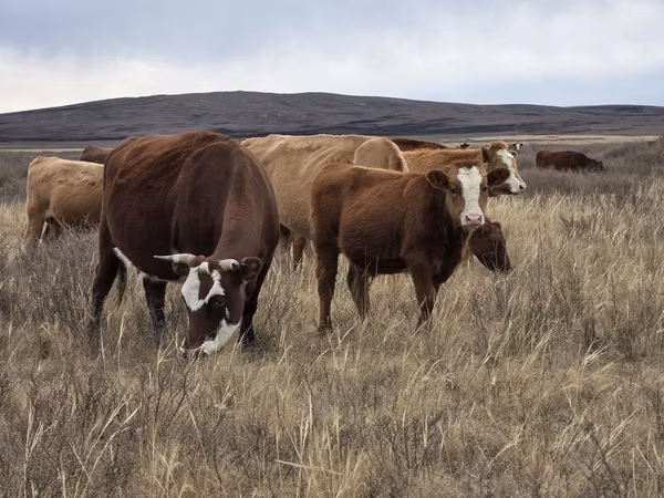 ላም, Latvian Blue cattle