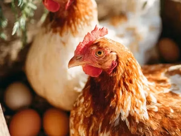 Chickens — আর্মেনিয়া