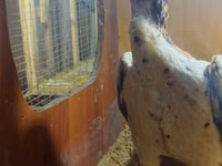 Chickens — photo 3