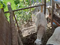 Kambing jantan, Sheep — foto 2