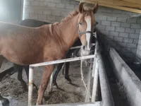 Kobyła, Konie — zdjęcie 1