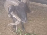 የጎትት አውራ በግ, Sheep — ፎቶ 2