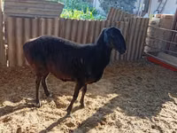 Sheep (batch, sex not specified), Sheep — photo 1