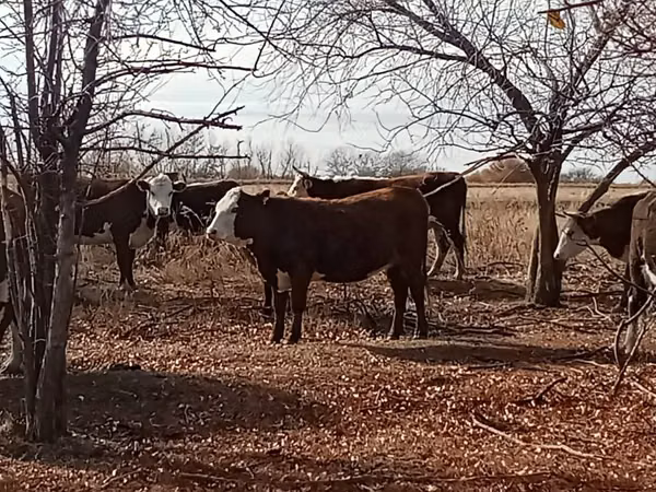 Cow, Cattle — Kazakhstan