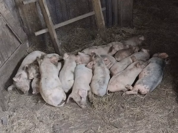 Pigs (batch, sex not specified), Pigs — Kazakhstan