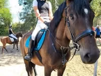 ሴት ፈረስ, Horses — ፎቶ 1
