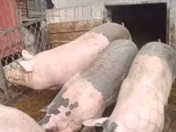 Schweine (Partie, Geschlecht nicht angegeben), Schweine — Ungarn