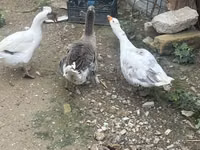 Geese — picha 2