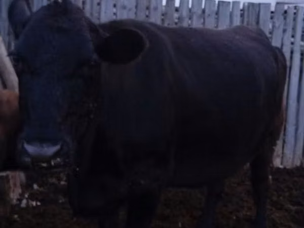 Cow, Swiss cattle