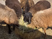 Ido, Sheep — sawirka 2