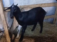 Capra, Nubian Goat — foto 1