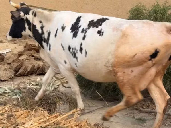Cow, Russian Black pied cattle — Uzbekistan