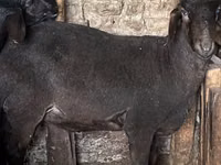 Kambing jantan, Sheep — foto 2