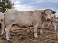 Гов, Charolais cattle — акс 2