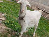 Goat, Goats — photo 1