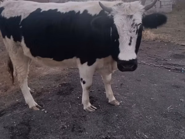 गाय, Russian Black pied cattle