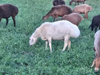 Sheep, Sheep — photo 1