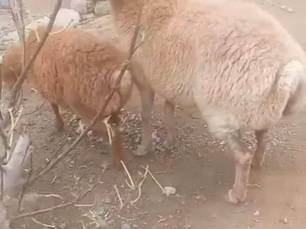 Sheep, Sheep