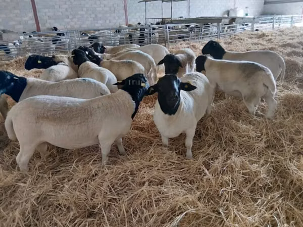 قوچ, Dorper sheep