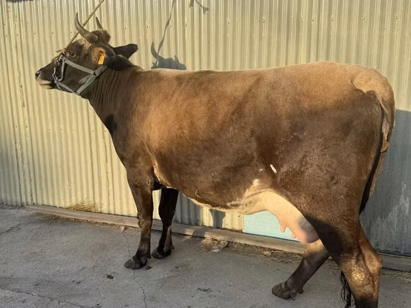Cow, Cattle