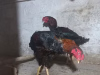 ஆஸ்திரேலியன் பிட் கேம் ஃபௌல் — புகைப்படம் 6