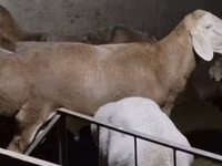 Montone, Arashan sheep — foto 1
