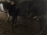 Bull, Cattle — photo 5