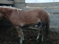Horse (M), Horses — photo 1