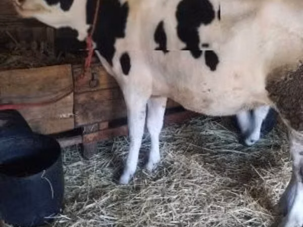 Cow, Holstein breed