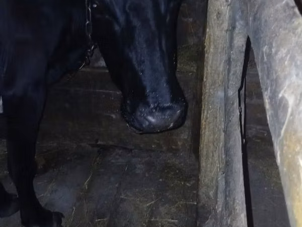 Cow, Cattle — Kazakhstan