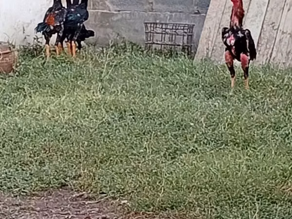 Chickens — Kyrgyzstan