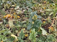 Продаю тыкву для животных — 2-rasm