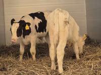 วัวตัวผู้, Simmental cattle — รูปภาพ 2