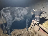 Bou, Bovine — foto 1