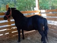 Horse (M), Horses — photo 2