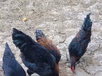 Chickens — عکس 1
